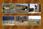 Boxed note cards: Horses