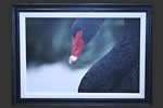Black Swan