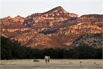 Price Canyon Morning